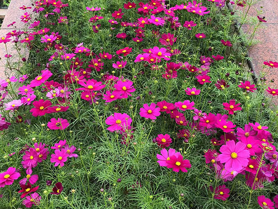 平阳绿植盆栽|商业区植物摆设设计